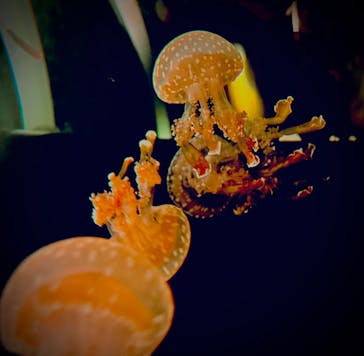 マクセル アクアパーク品川に投稿された画像（2024/9/29）