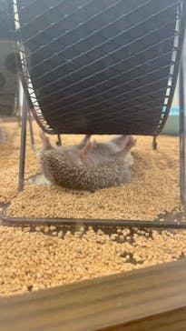 カワウソカフェ®️HARRY浅草店に投稿された画像（2024/9/26）