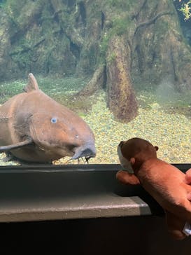 世界淡水魚園水族館　アクア・トトぎふに投稿された画像（2024/9/29）