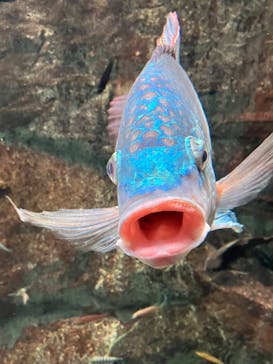 世界淡水魚園水族館　アクア・トトぎふに投稿された画像（2024/9/29）