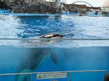 名古屋港水族館に投稿された画像（2024/9/29）