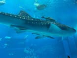 沖縄美ら海水族館に投稿された画像（2024/9/29）
