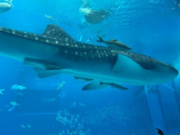 沖縄美ら海水族館に投稿された画像（2024/9/29）