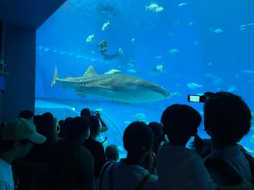 沖縄美ら海水族館に投稿された画像（2024/9/29）