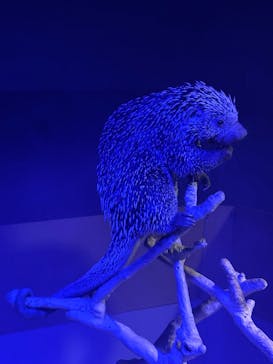 カワスイ 川崎⽔族館に投稿された画像（2024/9/29）