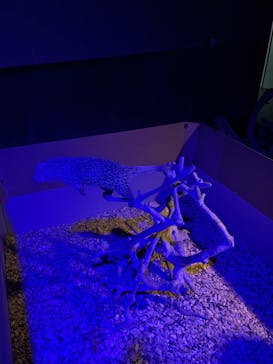 カワスイ 川崎⽔族館に投稿された画像（2024/9/29）