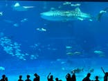 沖縄美ら海水族館に投稿された画像（2024/9/29）