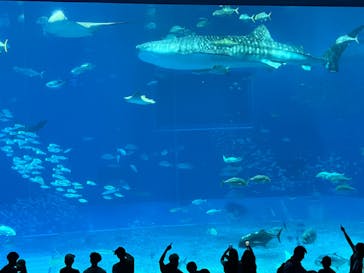 沖縄美ら海水族館に投稿された画像（2024/9/29）