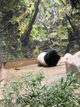 恩賜上野動物園に投稿された画像（2024/9/29）