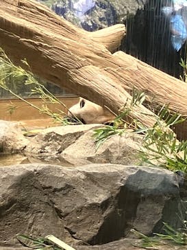 恩賜上野動物園に投稿された画像（2024/9/29）