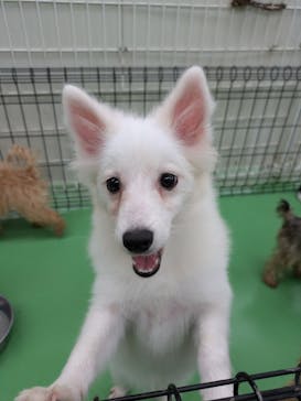 つくばわんわんランドに投稿された画像（2024/9/29）