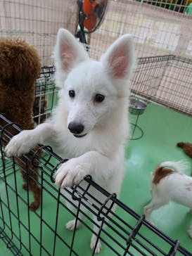 つくばわんわんランドに投稿された画像（2024/9/29）