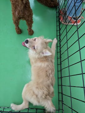 つくばわんわんランドに投稿された画像（2024/9/29）