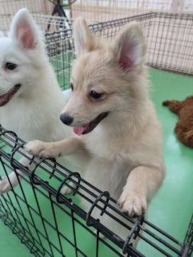 つくばわんわんランドに投稿された画像（2024/9/29）