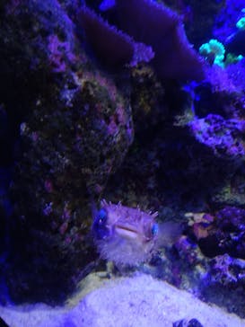 新江ノ島水族館に投稿された画像（2024/9/29）