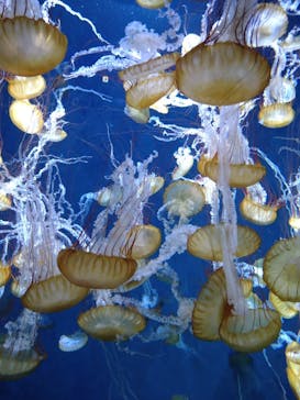 新江ノ島水族館に投稿された画像（2024/9/29）