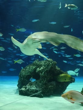 サンシャイン水族館に投稿された画像（2024/9/29）