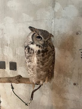 霞ケ浦 どうぶつとみんなのいえに投稿された画像（2024/9/29）