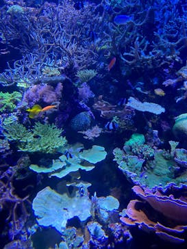 名古屋港水族館に投稿された画像（2024/9/29）