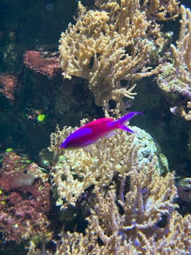 名古屋港水族館に投稿された画像（2024/9/29）