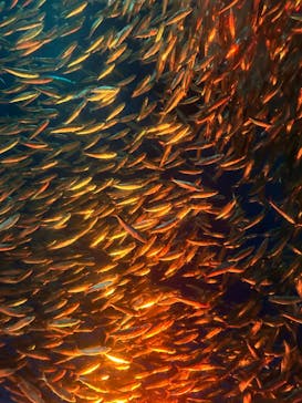 名古屋港水族館に投稿された画像（2024/9/29）