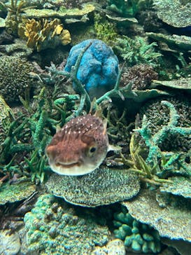 名古屋港水族館に投稿された画像（2024/9/29）