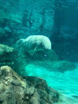 名古屋港水族館に投稿された画像（2024/9/29）