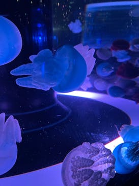 マクセル アクアパーク品川に投稿された画像（2024/9/29）