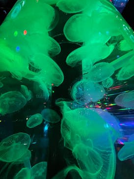 マクセル アクアパーク品川に投稿された画像（2024/9/29）