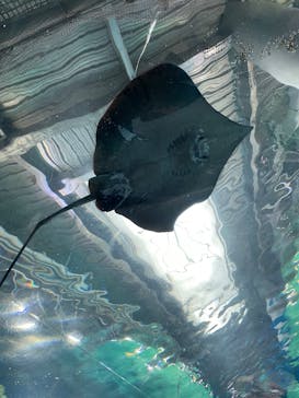 マクセル アクアパーク品川に投稿された画像（2024/9/29）