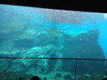 仙台うみの杜水族館に投稿された画像（2024/9/29）