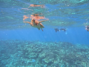 西表島 ADVENTURE PiPi（アドベンチャーピピ）に投稿された画像（2024/9/29）