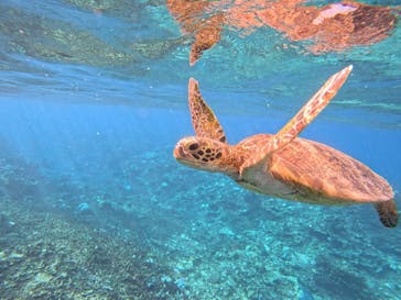 西表島 ADVENTURE PiPi（アドベンチャーピピ）に投稿された画像（2024/9/29）