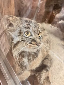 恩賜上野動物園に投稿された画像（2024/9/29）