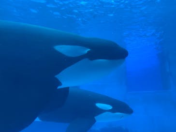 名古屋港水族館に投稿された画像（2024/9/29）