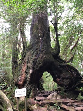 Yamakara屋久島に投稿された画像（2024/9/29）