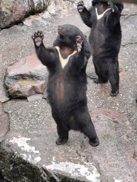 奥飛騨クマ牧場に投稿された画像（2024/9/29）