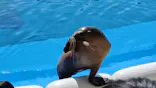 仙台うみの杜水族館に投稿された画像（2024/9/30）