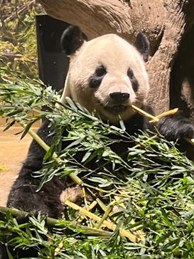恩賜上野動物園に投稿された画像（2024/9/30）