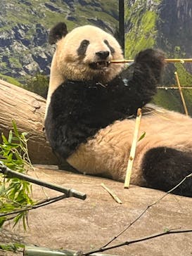 恩賜上野動物園に投稿された画像（2024/9/30）