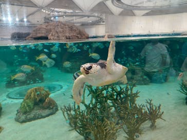 鴨川シーワールドに投稿された画像（2024/9/30）