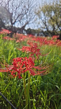 はままつフラワーパークに投稿された画像（2024/9/30）