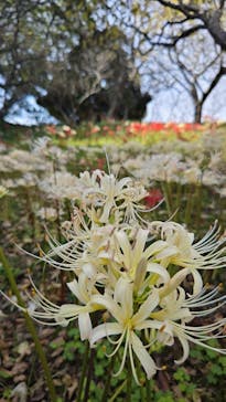 はままつフラワーパークに投稿された画像（2024/9/30）