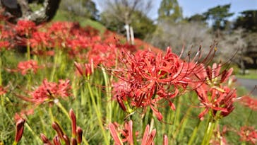 はままつフラワーパークに投稿された画像（2024/9/30）