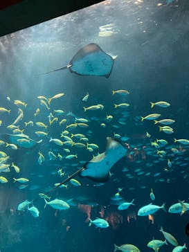 四国水族館に投稿された画像（2024/9/30）