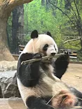 恩賜上野動物園に投稿された画像（2024/9/30）
