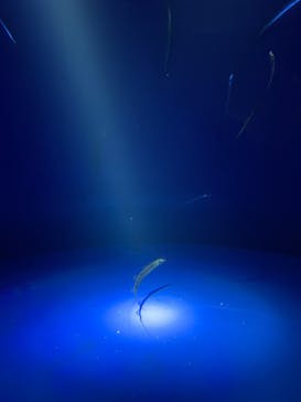 サンシャイン水族館に投稿された画像（2024/9/30）
