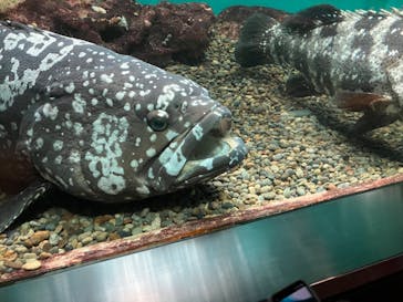 串本海中公園水族館に投稿された画像（2024/9/30）