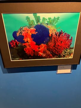 串本海中公園水族館に投稿された画像（2024/9/30）