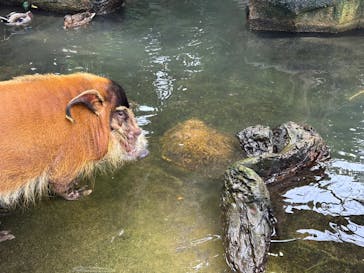 那須どうぶつ王国に投稿された画像（2024/9/30）